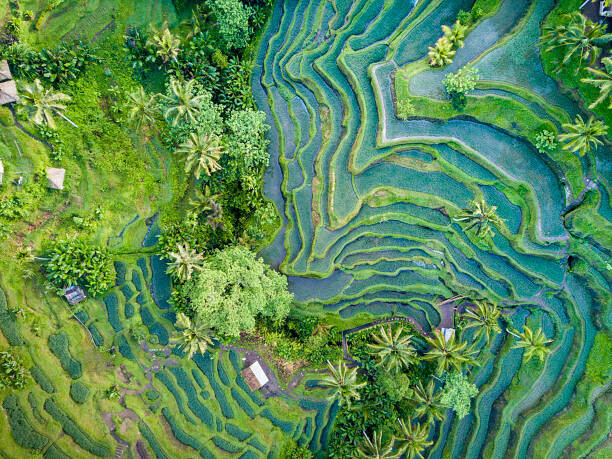 Travelstoxphoto Plakát, Obraz - Aerial view of Rice Terrace in Bali Indonesia, Travelstoxphoto, 40 × 30 cm