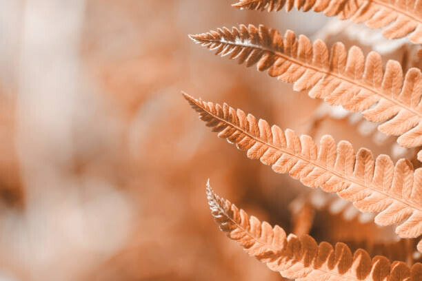 Anna Skliarenko Plakát, Obraz - Fern leaf closeup, natural ferns pattern., Anna Skliarenko, 40 × 26.7 cm