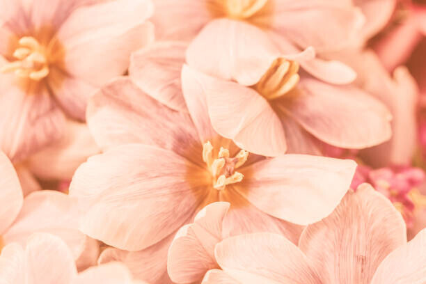 Natalia Serenko / 500px Plakát, Obraz - Close-up of pink flowers, Natalia Serenko / 500px, 40 × 26.7 cm