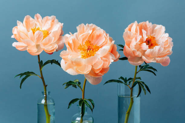 Anna Efetova Plakát, Obraz - Three blossoming pastel-coral peonies in a, Anna Efetova, 40 × 26.7 cm