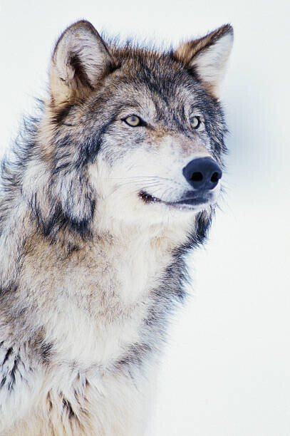 David A. Northcott Plakát, Obraz - Winter Timber Wolf, David A. Northcott, 26.7 × 40 cm