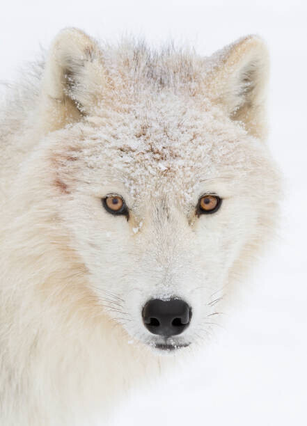 Jim Cumming Plakát, Obraz - Arctic wolf closeup with snow on, Jim Cumming, 30 × 40 cm