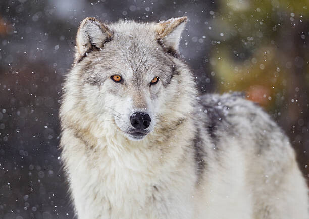 KenCanning Plakát, Obraz - Wolf in Winter Snow, KenCanning, 40 × 30 cm