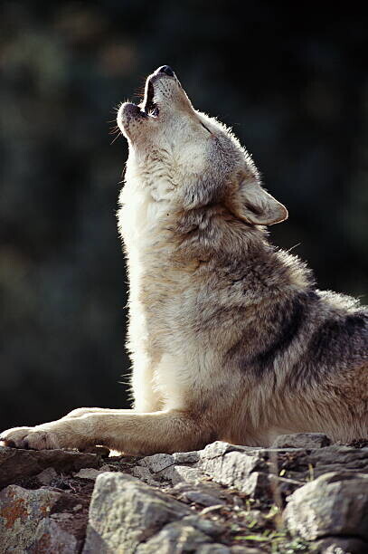 John Giustina Plakát, Obraz - Grey Wolf (Canis lupus) howling on rock, John Giustina, 26.7 × 40 cm