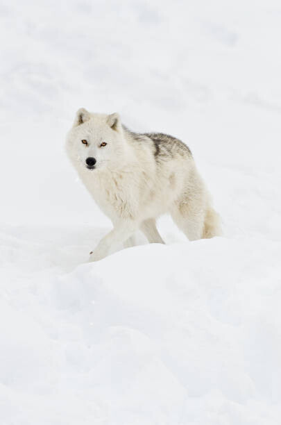Maxime Riendeau Plakát, Obraz - Arctic wolf walking on snow in winter, Maxime Riendeau, 26.7 × 40 cm