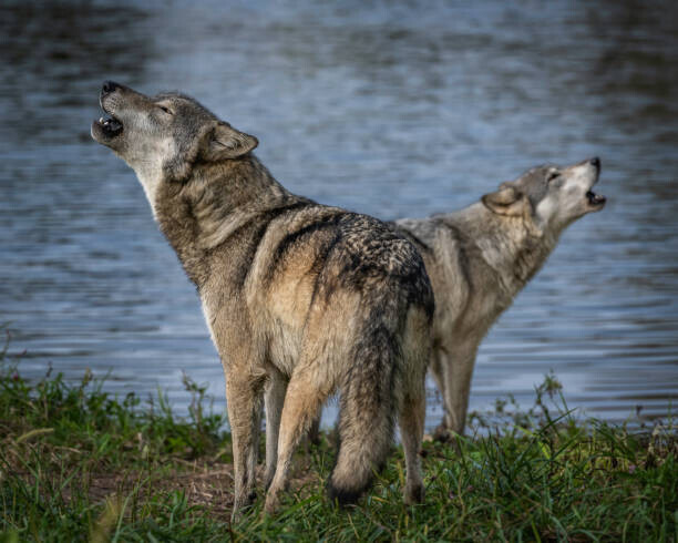 Laura Hedien Plakát, Obraz - Beautiful Wolf Growling and Howling, Laura Hedien, 40 × 30 cm