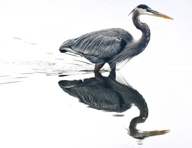 Jeff R Clow Plakát, Obraz - Mirror reflection in the pond, Jeff R Clow, 40 × 30 cm