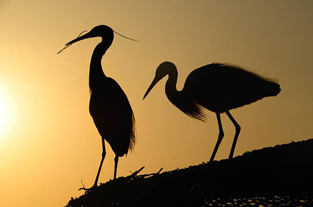 sam_eder Plakát, Obraz - two heron gathering in the sunset, sam_eder, 40 × 26.7 cm