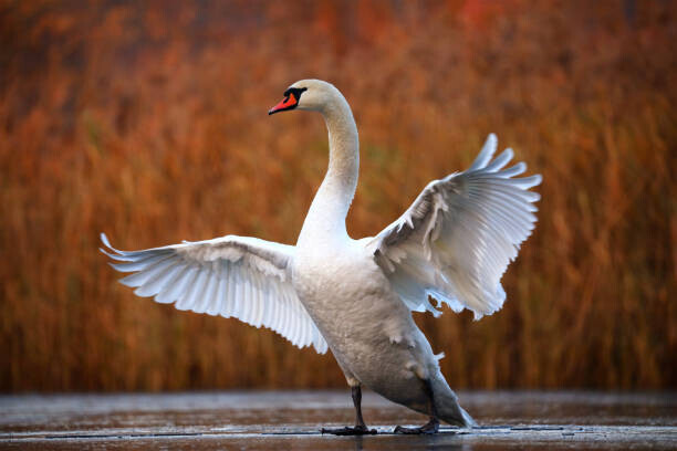 Antagain Plakát, Obraz - Swan on ice, Antagain, 40 × 26.7 cm
