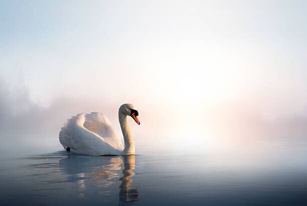 Konstanttin Plakát, Obraz - Art Swan on the water at sunrise, Konstanttin, 40 × 26.7 cm