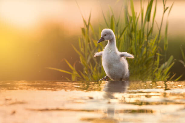 Marcin Kaczmarkiewicz / 500px Plakát, Obraz - Close-up of swan in lake,Fenniscourt,Ireland, Marcin Kaczmarkiewicz / 500px, 40 × 26.7 cm