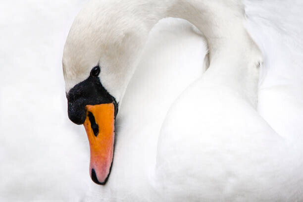 Manuel ROMARIS Plakát, Obraz - Mute Swan, Switzerland, Manuel ROMARIS, 40 × 26.7 cm