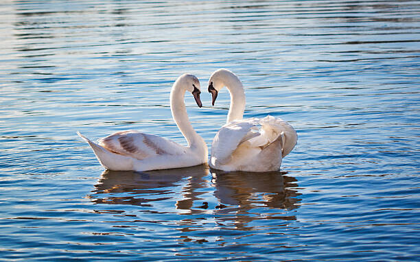 Nevena Uzurov Plakát, Obraz - Love swans, Nevena Uzurov, 40 × 26.7 cm