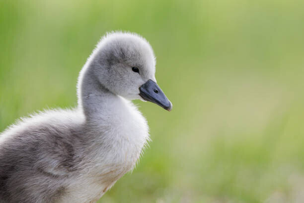 claudia_wuethrich / 500px Plakát, Obraz - Close-up of swan, claudia_wuethrich / 500px, 40 × 26.7 cm