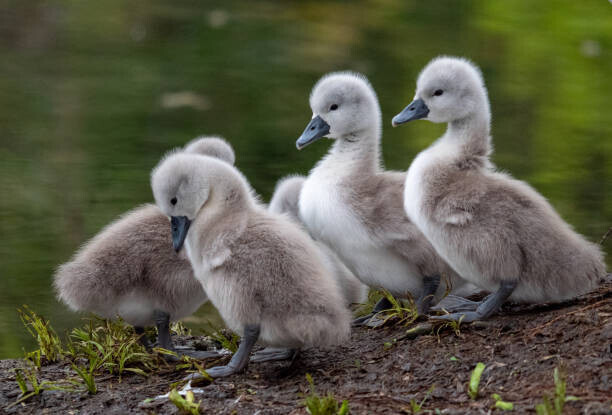 Emma Sanger-Horwell Plakát, Obraz - Swan Cygnets, Emma Sanger-Horwell, 40 × 26.7 cm