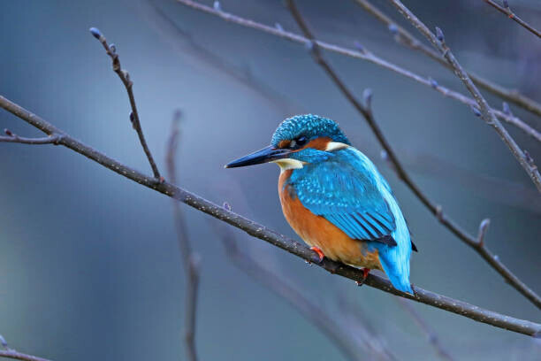 Photo Art / 500px Plakát, Obraz - Close-up of kingfisher perching on branch,Oldenburg,Germany, Photo Art / 500px, 40 × 26.7 cm