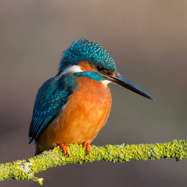Photograph by Lyle McCalmont Plakát, Obraz - Kingfisher close up, Photograph by Lyle McCalmont, 40 × 40 cm