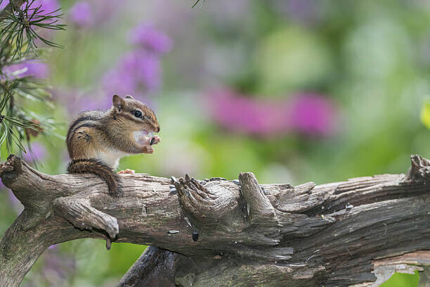 Gary W. Carter Plakát, Obraz - Chipmunk eating seed on log. Flowers behind., Gary W. Carter, 40 × 26.7 cm