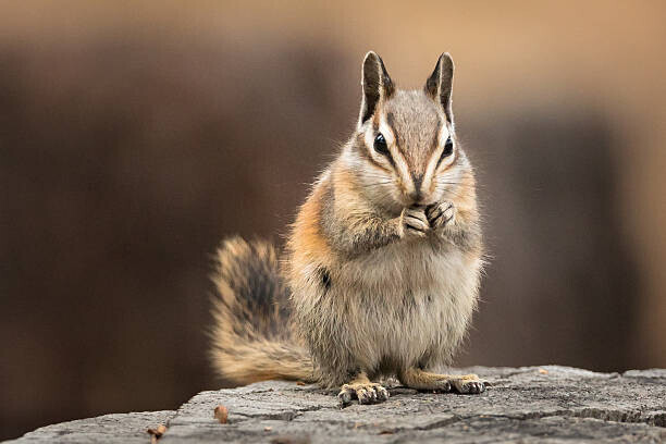 Alice Cahill Plakát, Obraz - Chipmunk sitting up to eat, facing the viewer, Alice Cahill, 40 × 26.7 cm