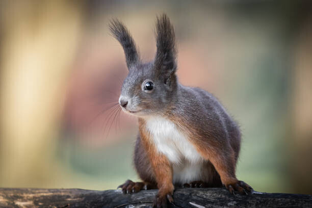 Barbara Cerovsek Plakát, Obraz - Adventures of cute and funny squirrel, Barbara Cerovsek, 40 × 26.7 cm