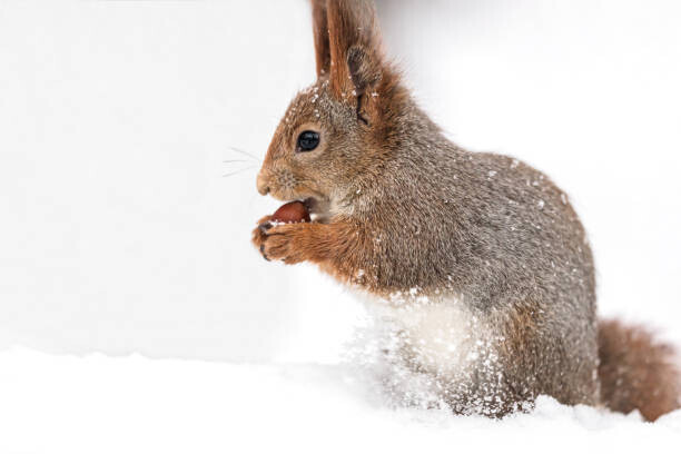 Mr_Twister Plakát, Obraz - young red squirrel sitting in white, Mr_Twister, 40 × 26.7 cm
