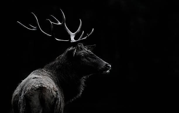 Massimo Mei Plakát, Obraz - The deer soul, Massimo Mei, 40 × 26.7 cm