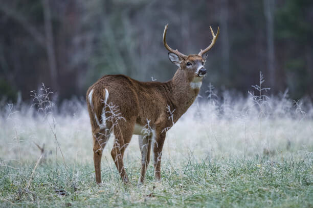 Wayne Lsn / 500px Plakát, Obraz - Side view of white standing on, Wayne Lsn / 500px, 40 × 26.7 cm