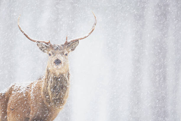 James Silverthorne Plakát, Obraz - Red deer Cervus elaphus, stag in winter, Scotland, James Silverthorne, 40 × 26.7 cm