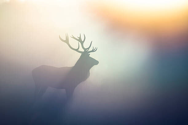 DamianKuzdak Plakát, Obraz - Red Deer(Cervus elaphus), DamianKuzdak, 40 × 26.7 cm