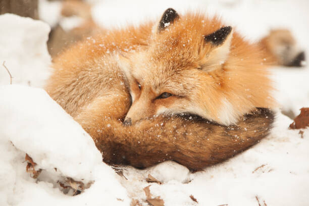 Alycia Moore / 500px Plakát, Obraz - Close-up of sleeping fox, Alycia Moore / 500px, 40 × 26.7 cm