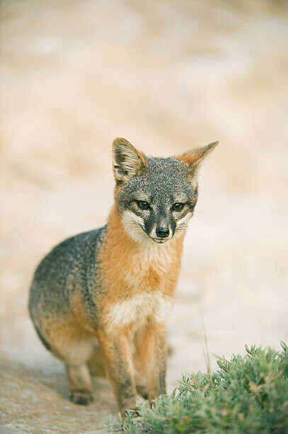 Kevin Schafer Plakát, Obraz - Island Fox (Urocyon littoralis), Kevin Schafer, 26.7 × 40 cm
