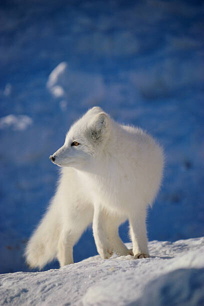 John Conrad Plakát, Obraz - Arctic Fox, John Conrad, 26.7 × 40 cm