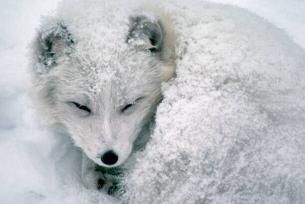 Richard Hamilton Smith Plakát, Obraz - Arctic Fox Sleeping in Snow, Richard Hamilton Smith, 40 × 26.7 cm