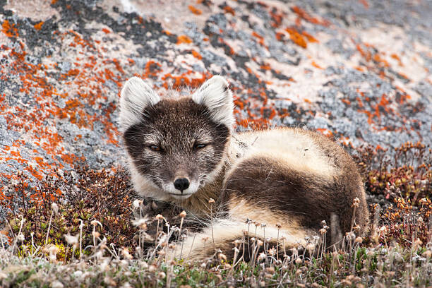 drferry Plakát, Obraz - Resting Female Arctic Fox, drferry, 40 × 26.7 cm
