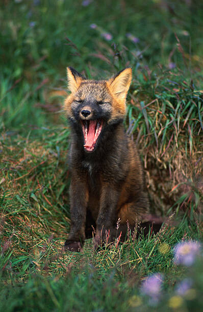 Danny Lehman Plakát, Obraz - Arctic Fox Yawning, Danny Lehman, 26.7 × 40 cm