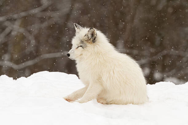 Adria Photography Plakát, Obraz - Arctic fox-eyes closed, Adria Photography, 40 × 26.7 cm