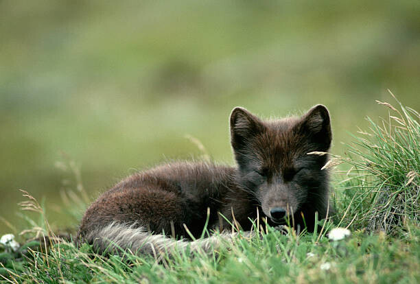 Natalie Fobes Plakát, Obraz - Arctic Fox Laying in the Grass, Natalie Fobes, 40 × 26.7 cm