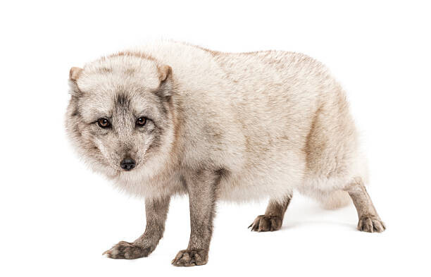 GlobalP Plakát, Obraz - Arctic fox, Vulpes lagopus, standing, looking, GlobalP, 40 × 26.7 cm