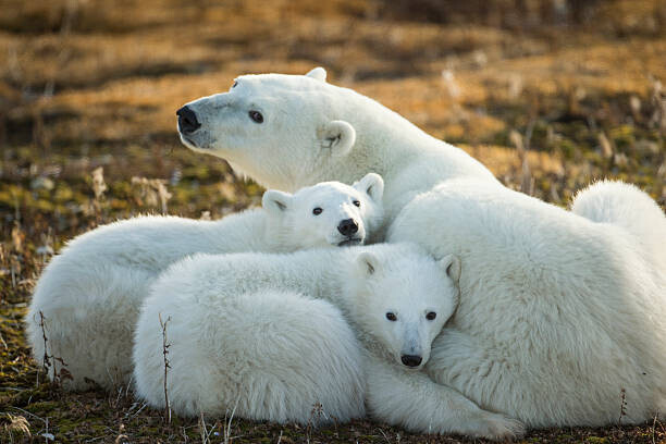 Paul Souders Plakát, Obraz - Polar Bear and Cubs by Hudson, Paul Souders, 40 × 26.7 cm