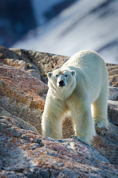 Peter Orr Photography Plakát, Obraz - Male Polar Bear, Peter Orr Photography, 26.7 × 40 cm