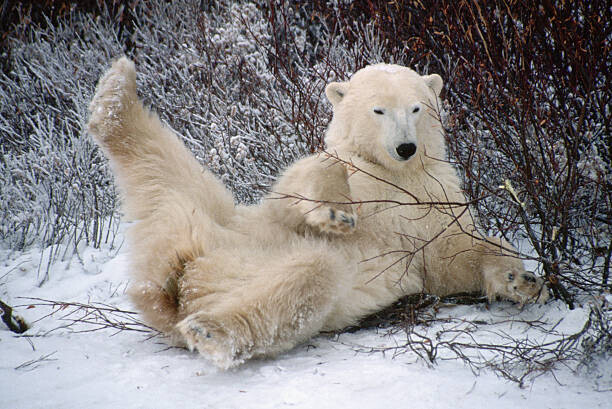George D. Lepp Plakát, Obraz - Polar Bear Lying in Snow, George D. Lepp, 40 × 26.7 cm