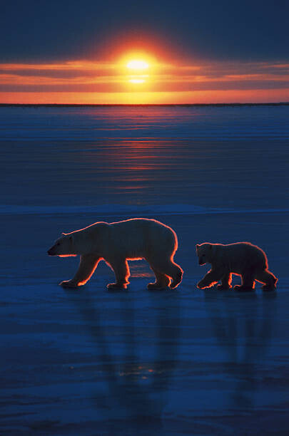 Ron Sanford Plakát, Obraz - Mother polar bear with cub, Ron Sanford, 26.7 × 40 cm
