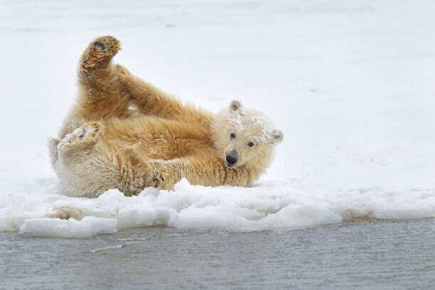 Patrick J. Endres Plakát, Obraz - Polar bear cub, Patrick J. Endres, 40 × 26.7 cm