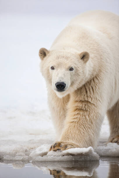 Patrick J. Endres Plakát, Obraz - Polar bear portrait., Patrick J. Endres, 26.7 × 40 cm