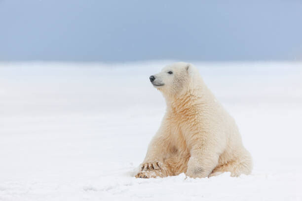 Patrick J. Endres Plakát, Obraz - Polar bear cub in the snow, Patrick J. Endres, 40 × 26.7 cm