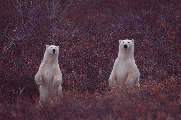 Darrell Gulin Plakát, Obraz - STANDING POLAR SOW AND CUB, Darrell Gulin, 40 × 26.7 cm