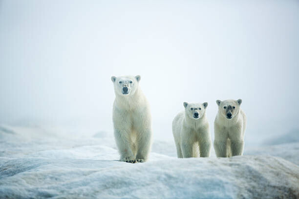 Paul Souders Plakát, Obraz - Polar Bears in Fog, Hudson Bay, Nunavut, Canada, Paul Souders, 40 × 26.7 cm