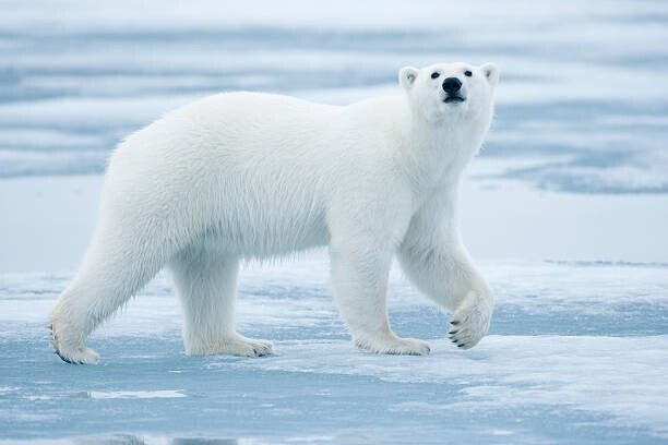 Paul Souders Plakát, Obraz - Polar Bear, Svalbard, Norway, Paul Souders, 40 × 26.7 cm