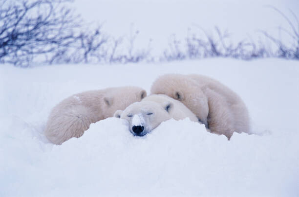 George Lepp Plakát, Obraz - Polar bear  sleeping in snow, George Lepp, 40 × 26.7 cm