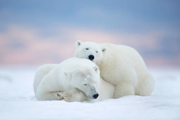 janbecke1 Plakát, Obraz - Two polar bears sleeping in the snow, Alaska, USA, janbecke1, 40 × 26.7 cm